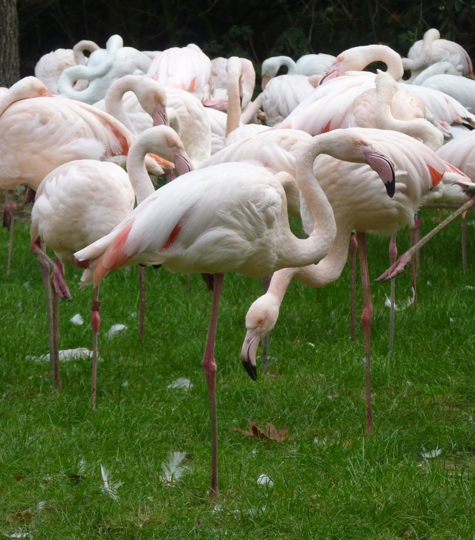Greater flamingos (Phoenicopterus ruber roseus)