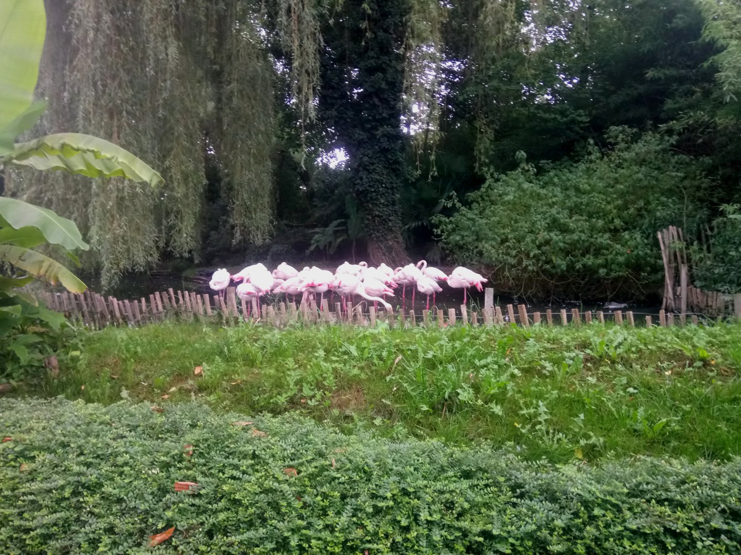 Greater Flamingos Pond