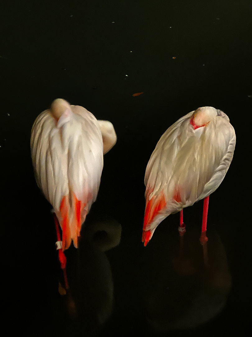 Greater Flamingos Sleeping