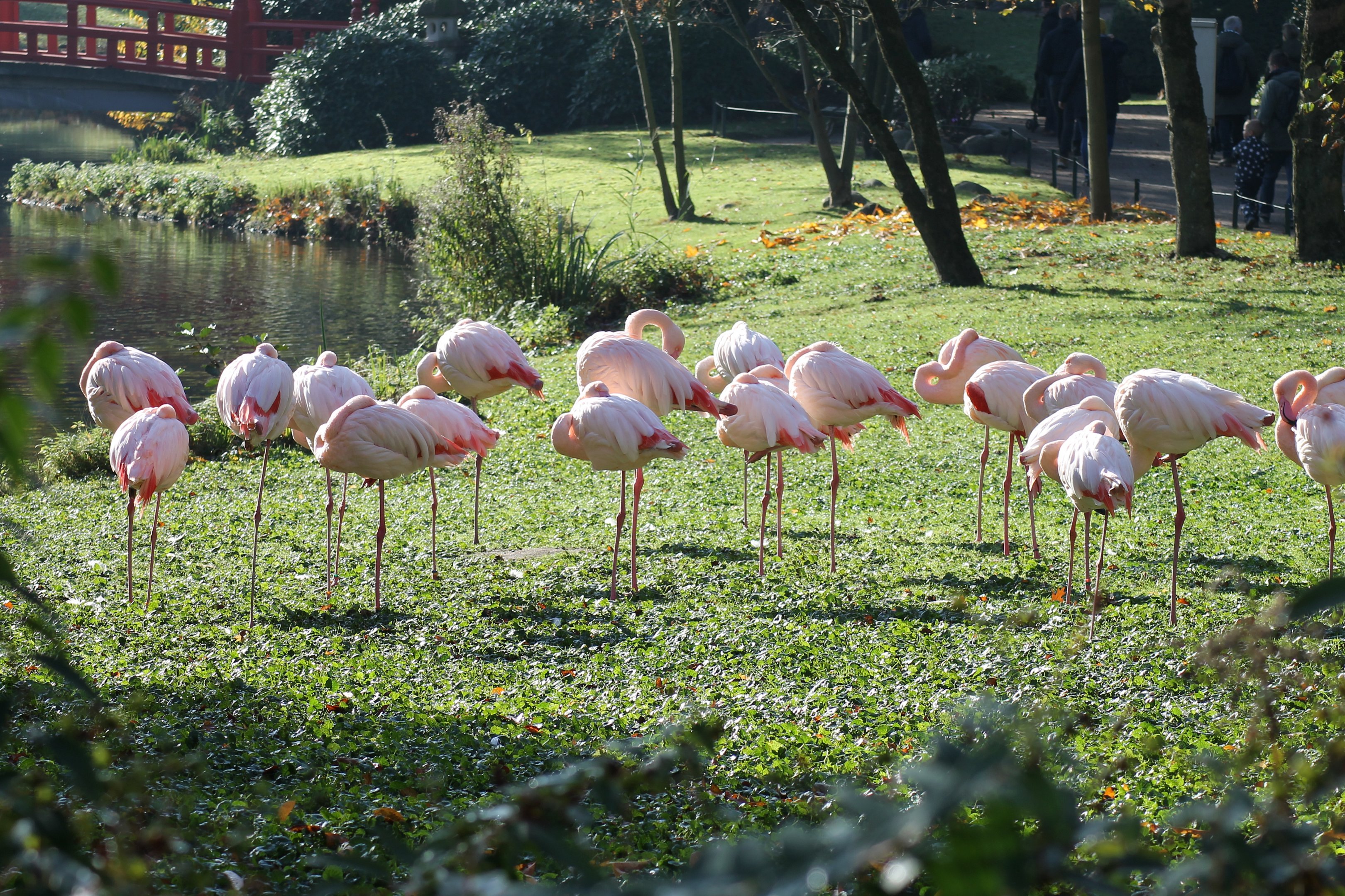 Greater flamingos - Tierpark Hagenbeck