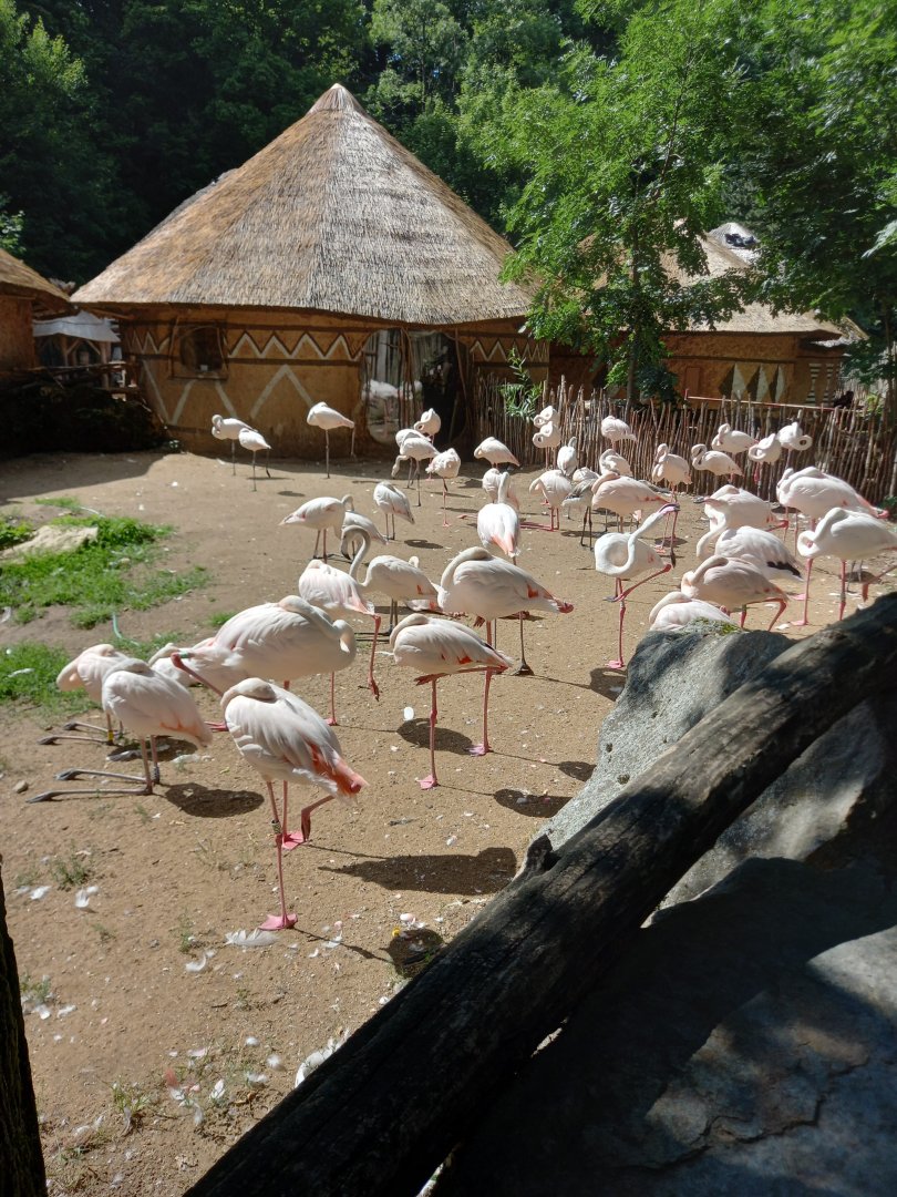 Greater flamingos with african village.