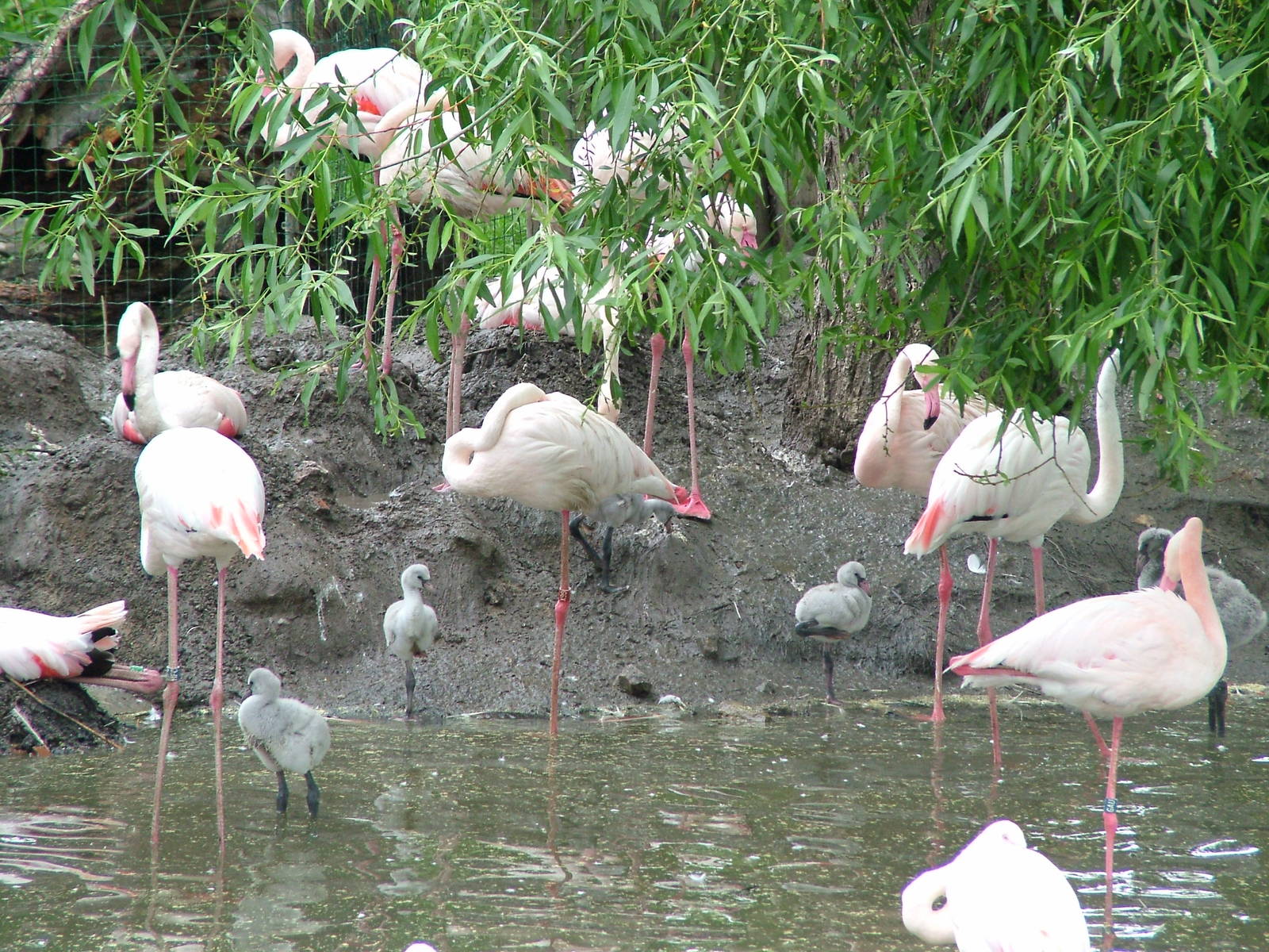 Greater Flamingos with chicks at Ohrada, 26/05/10