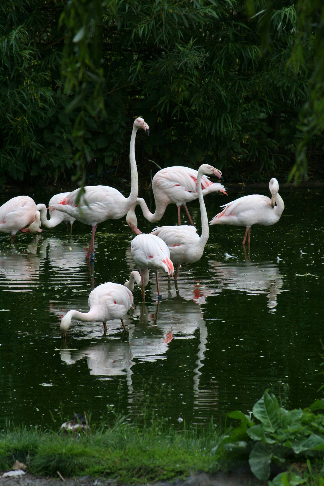 Greater flamingos