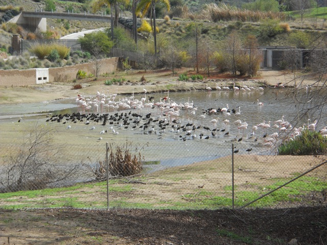 greater flamingos
