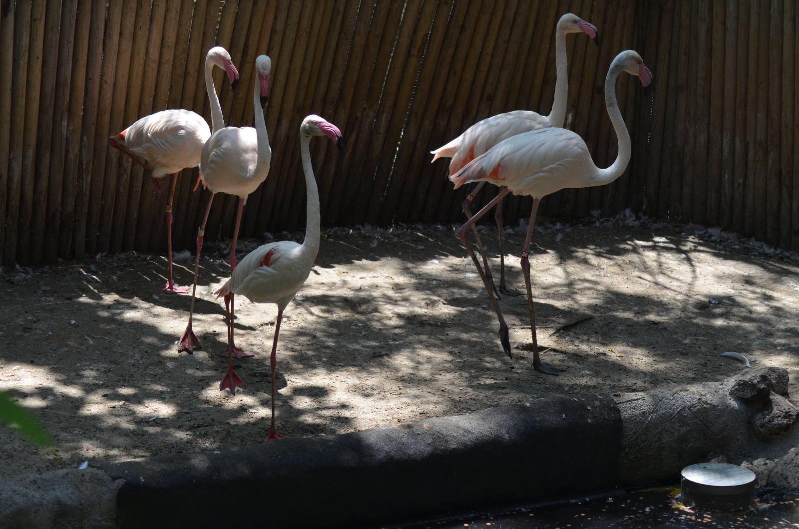 Greater Flamingos