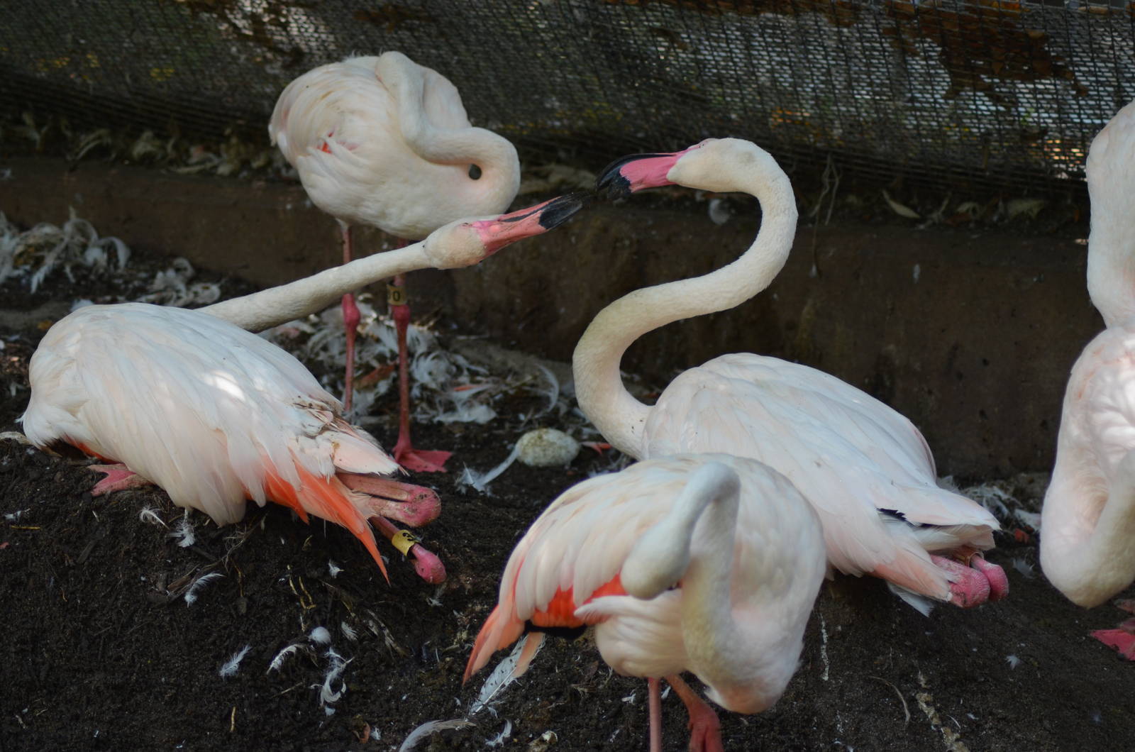Greater Flamingos