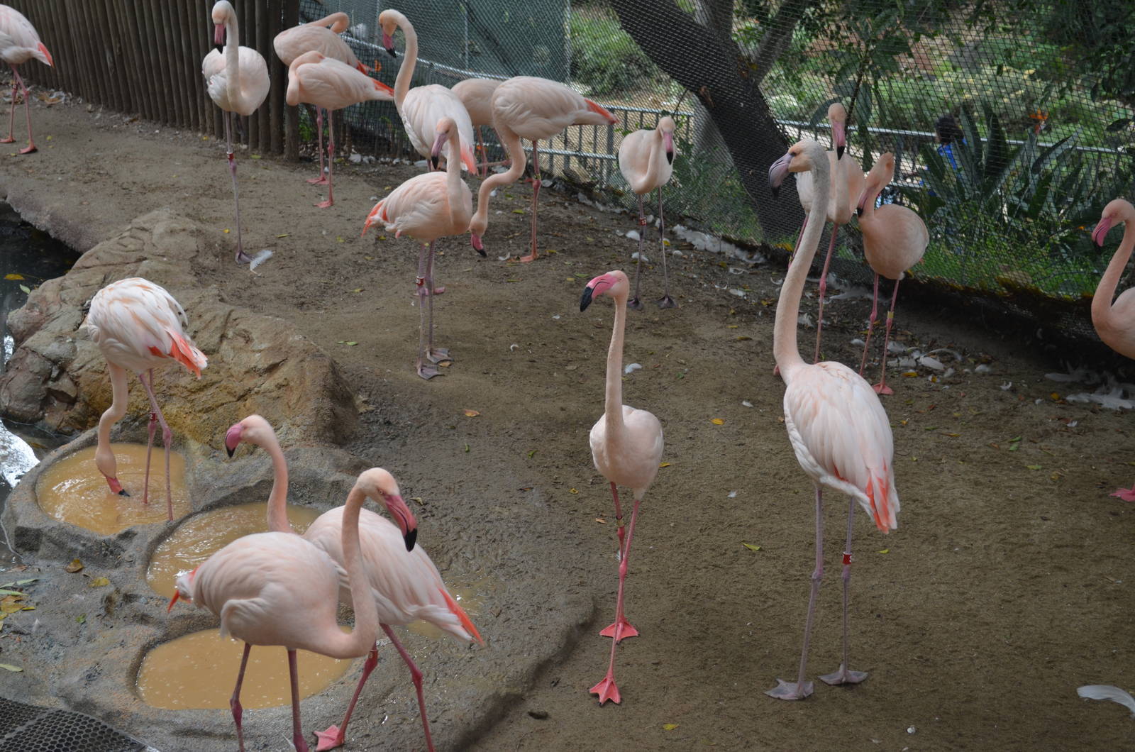 Greater Flamingos