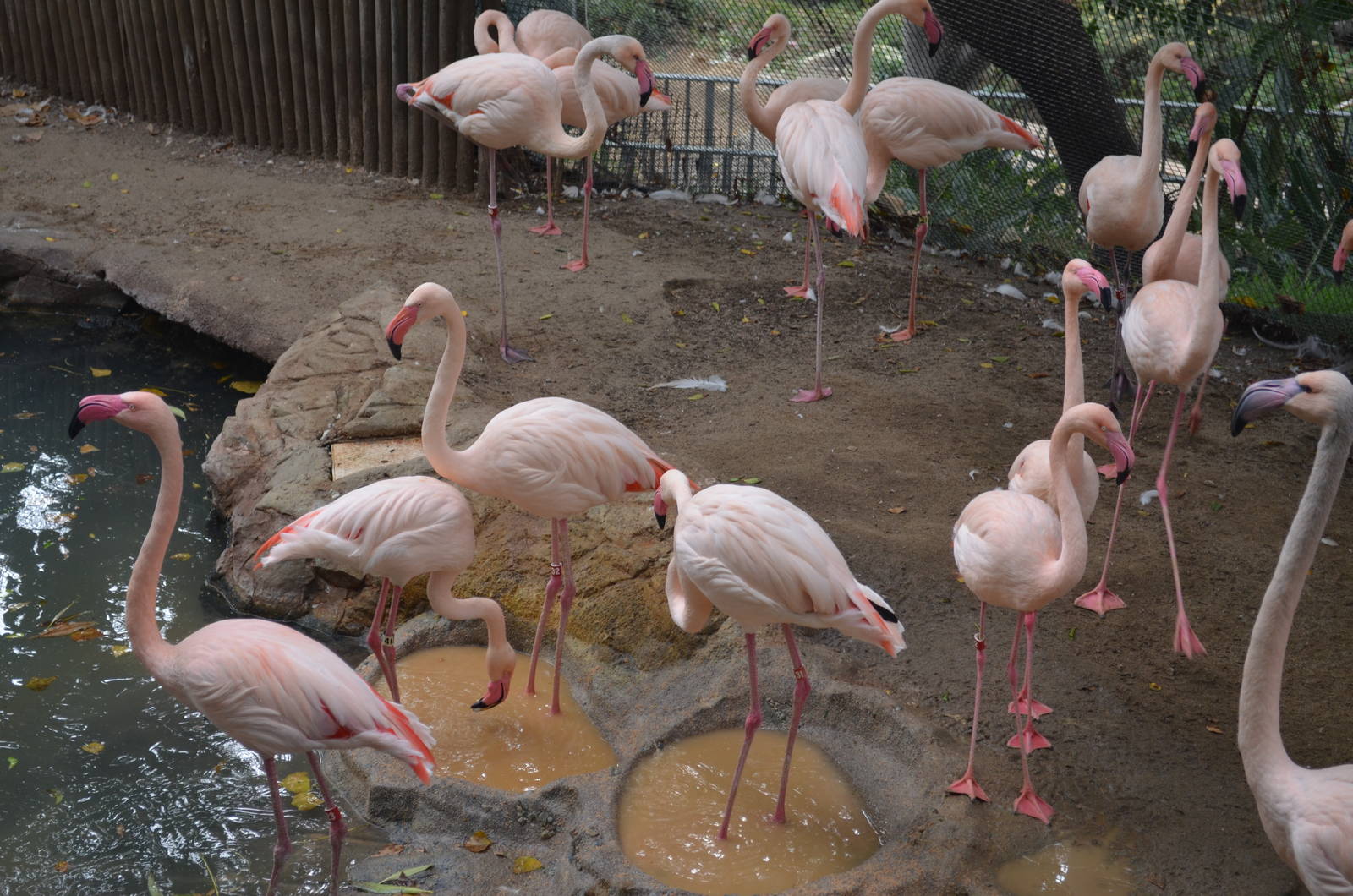 Greater Flamingos
