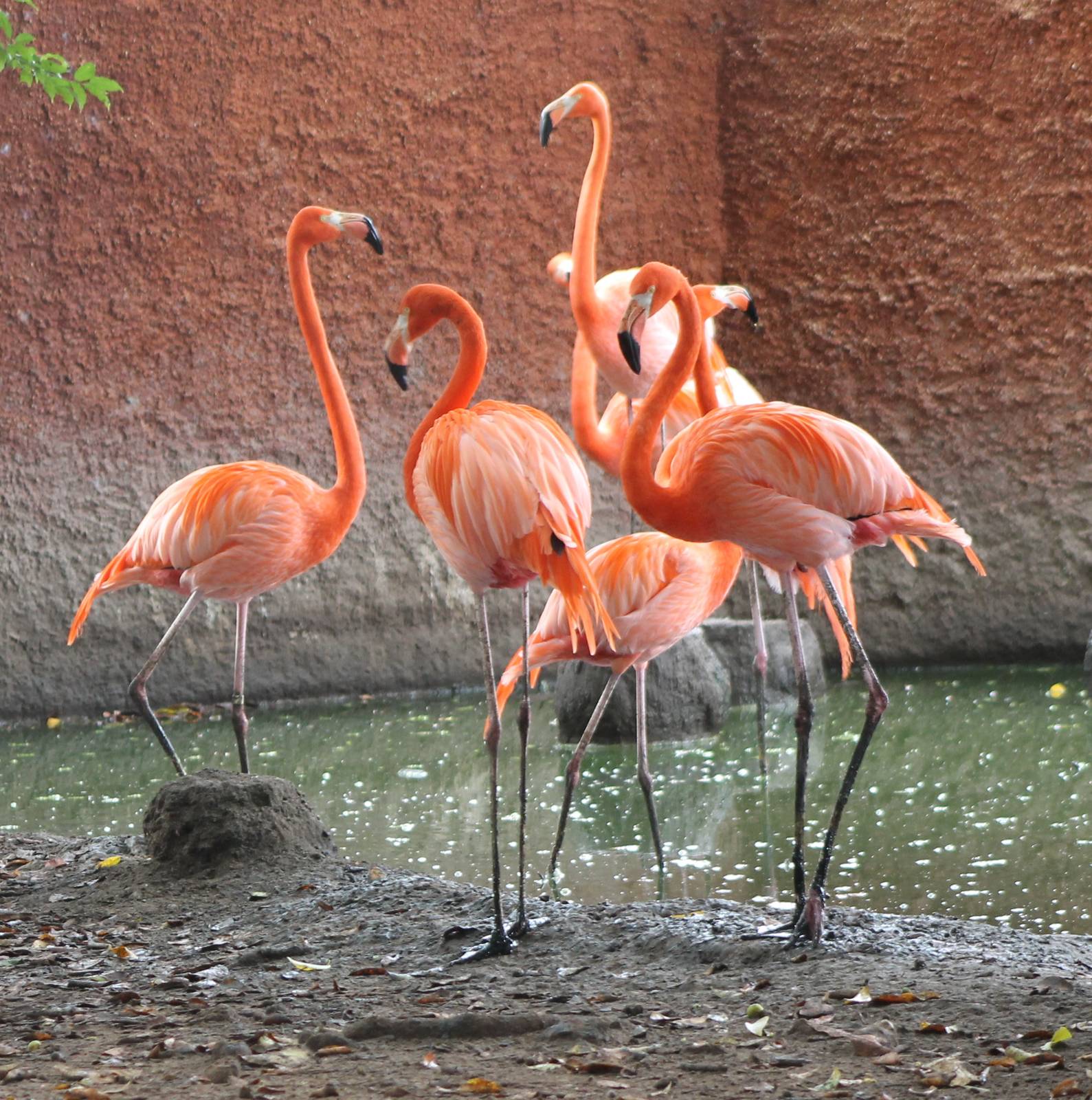 Greater flamingos