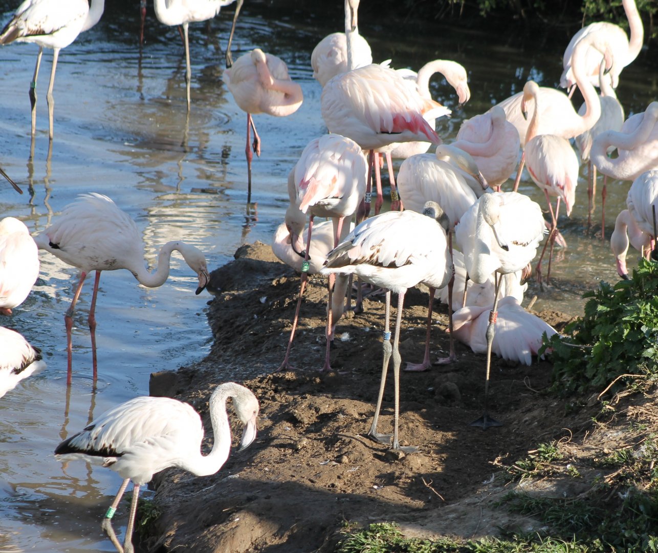 Greater flamingos