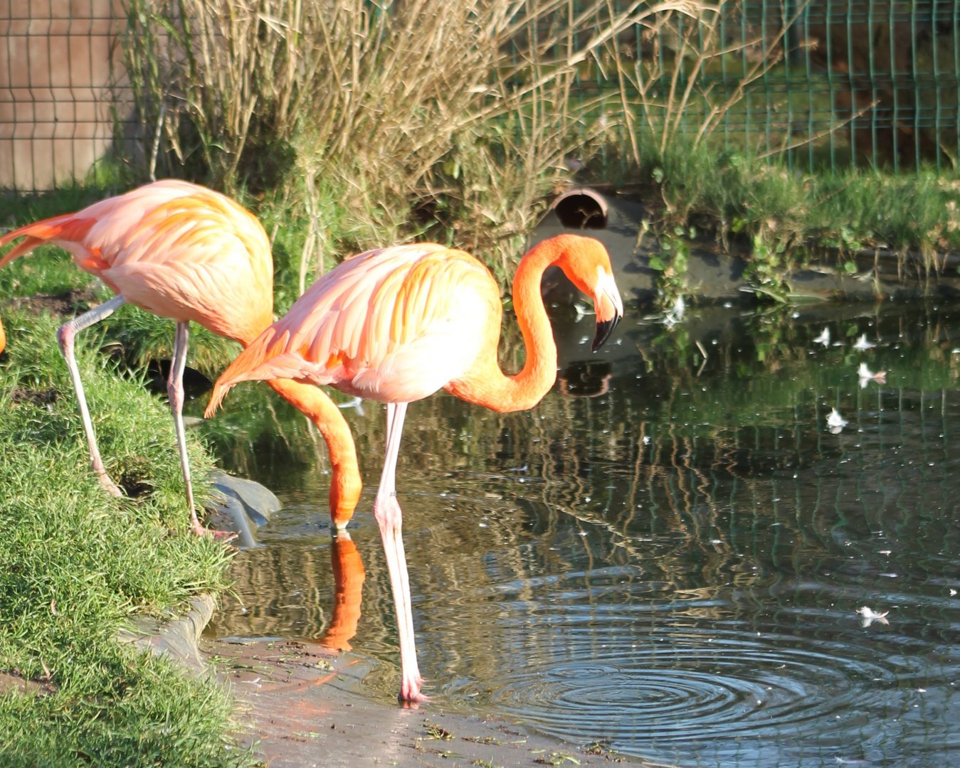 Greater flamingos
