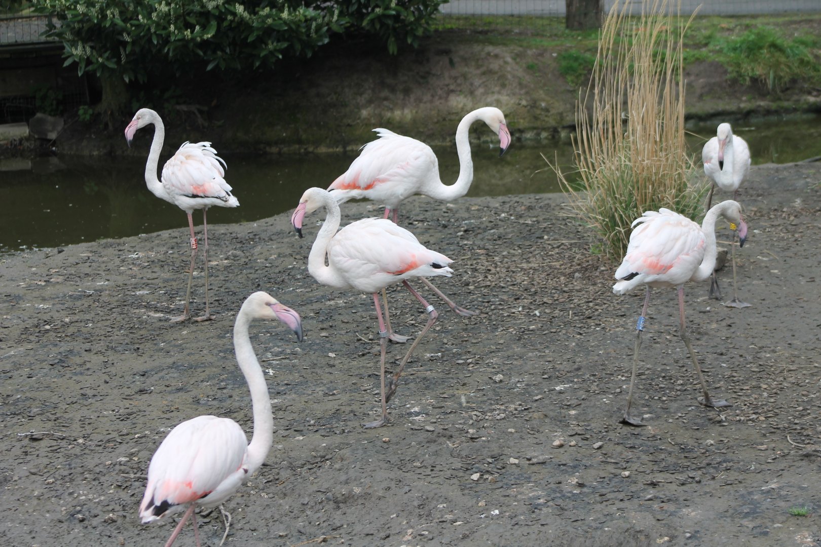 Greater flamingos