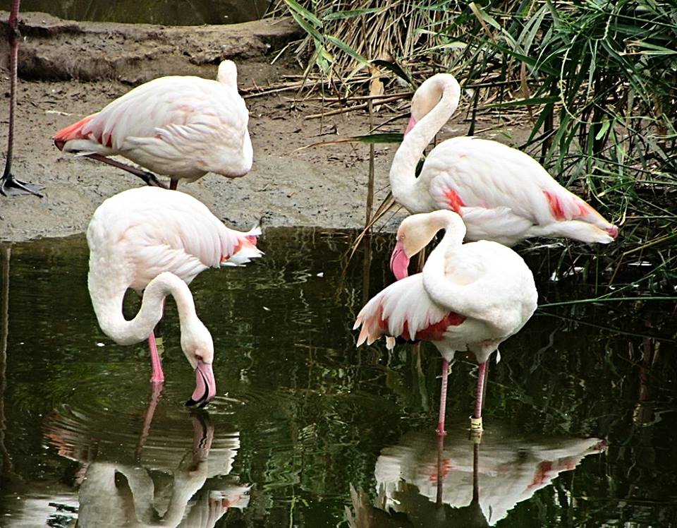 Greater Flamingos