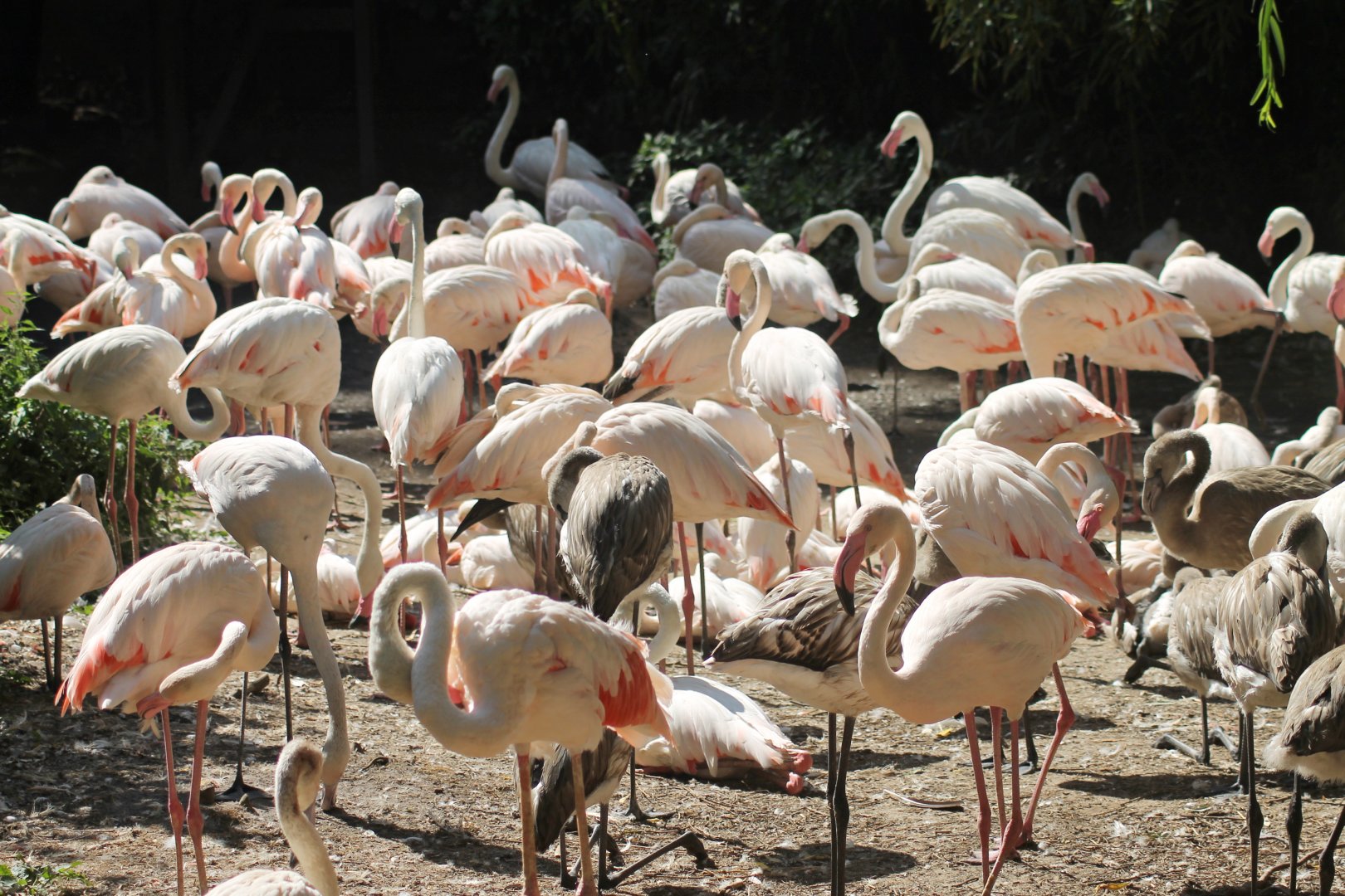 Greater flamingos