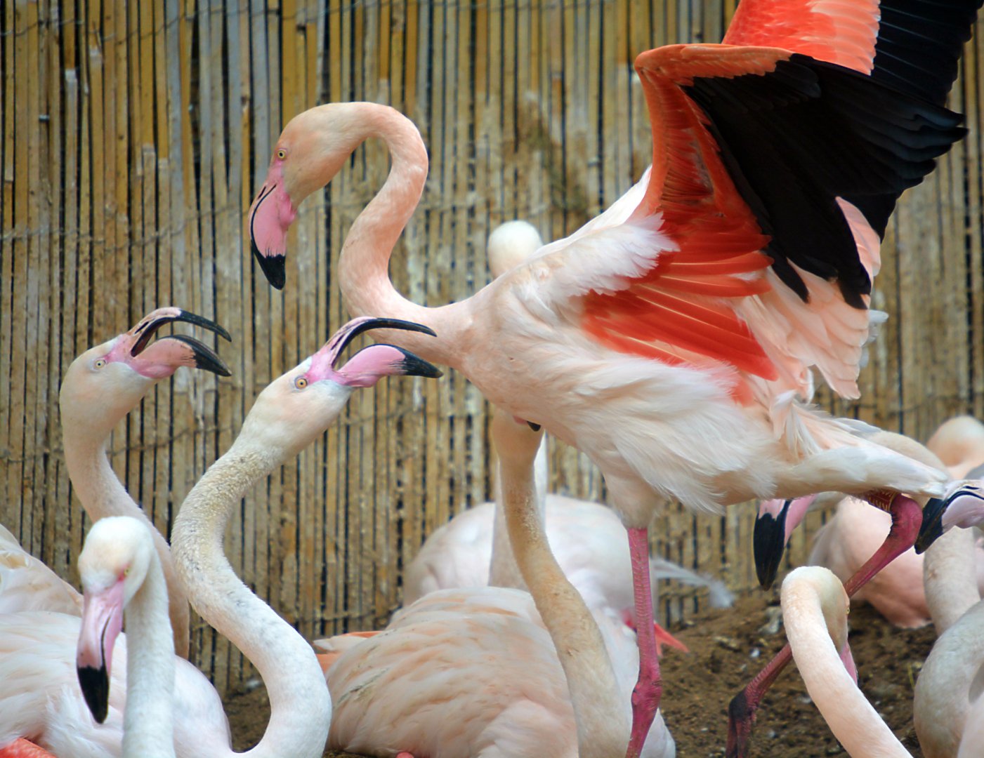 Greater Flamingos