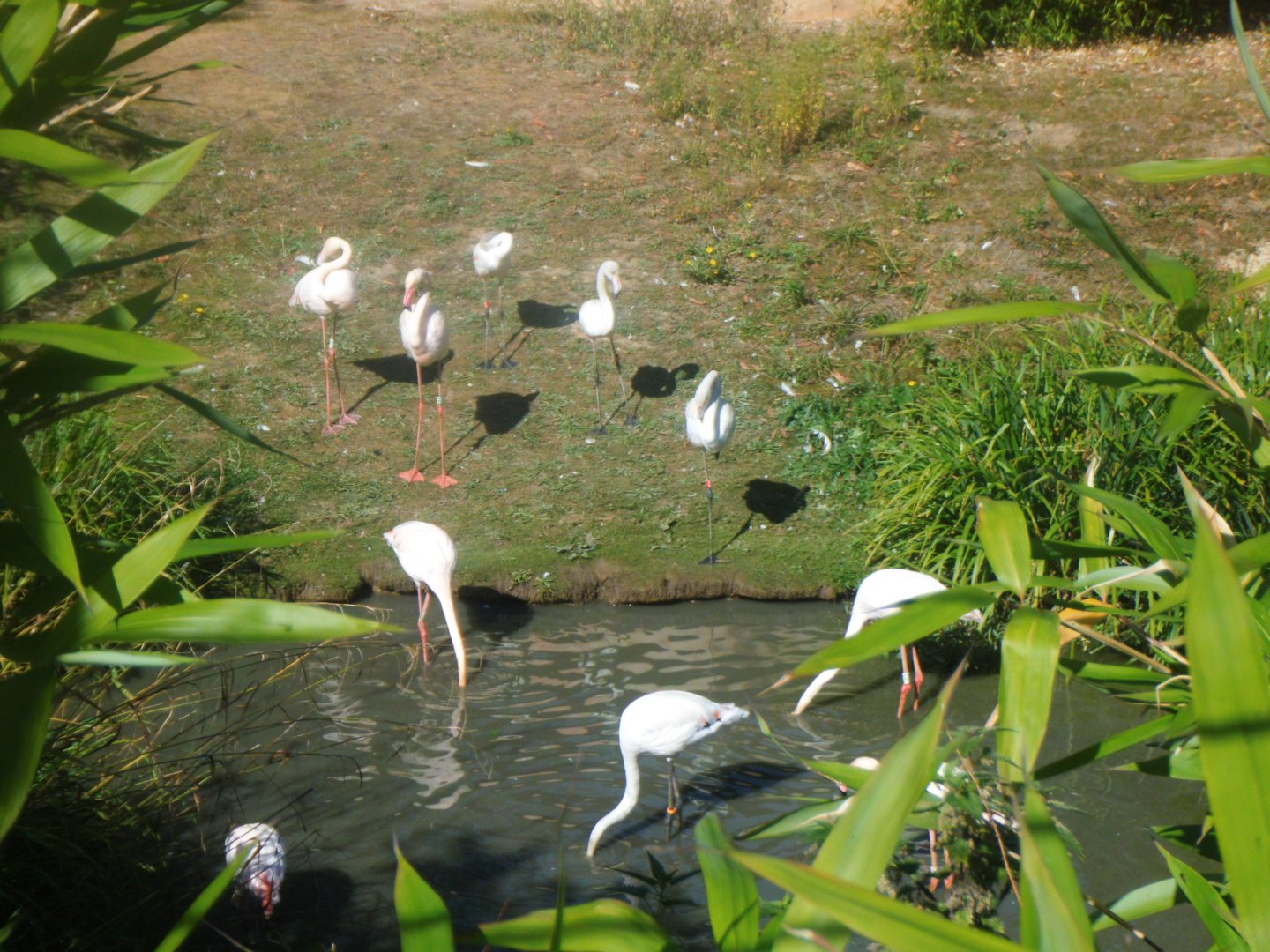 Greater Flamingos