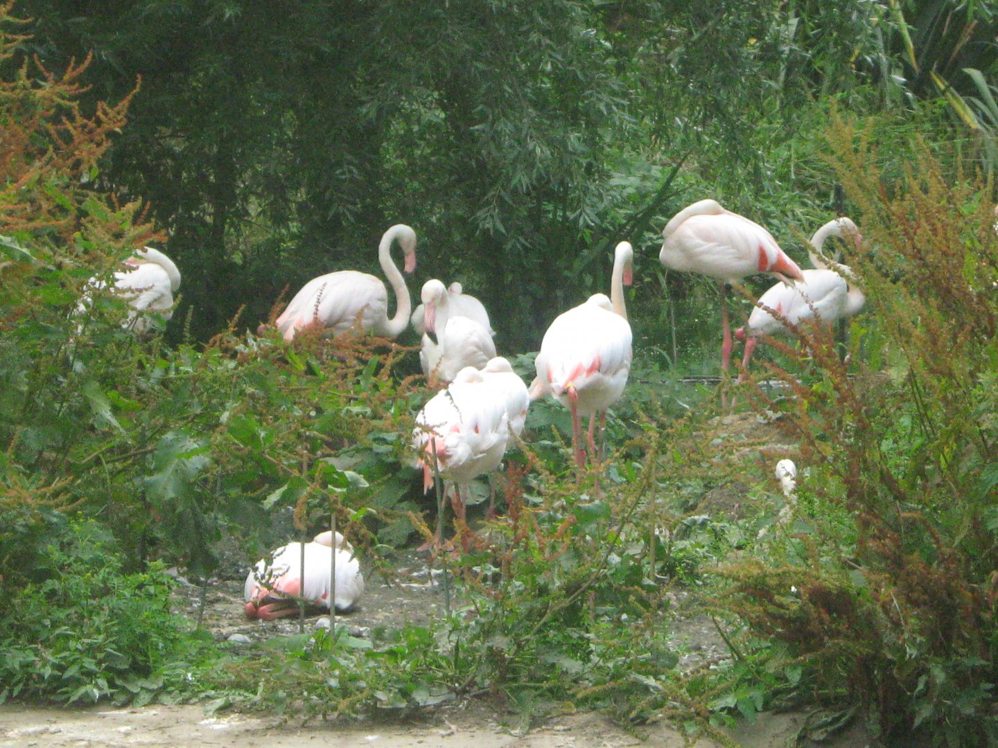 Greater Flamingos