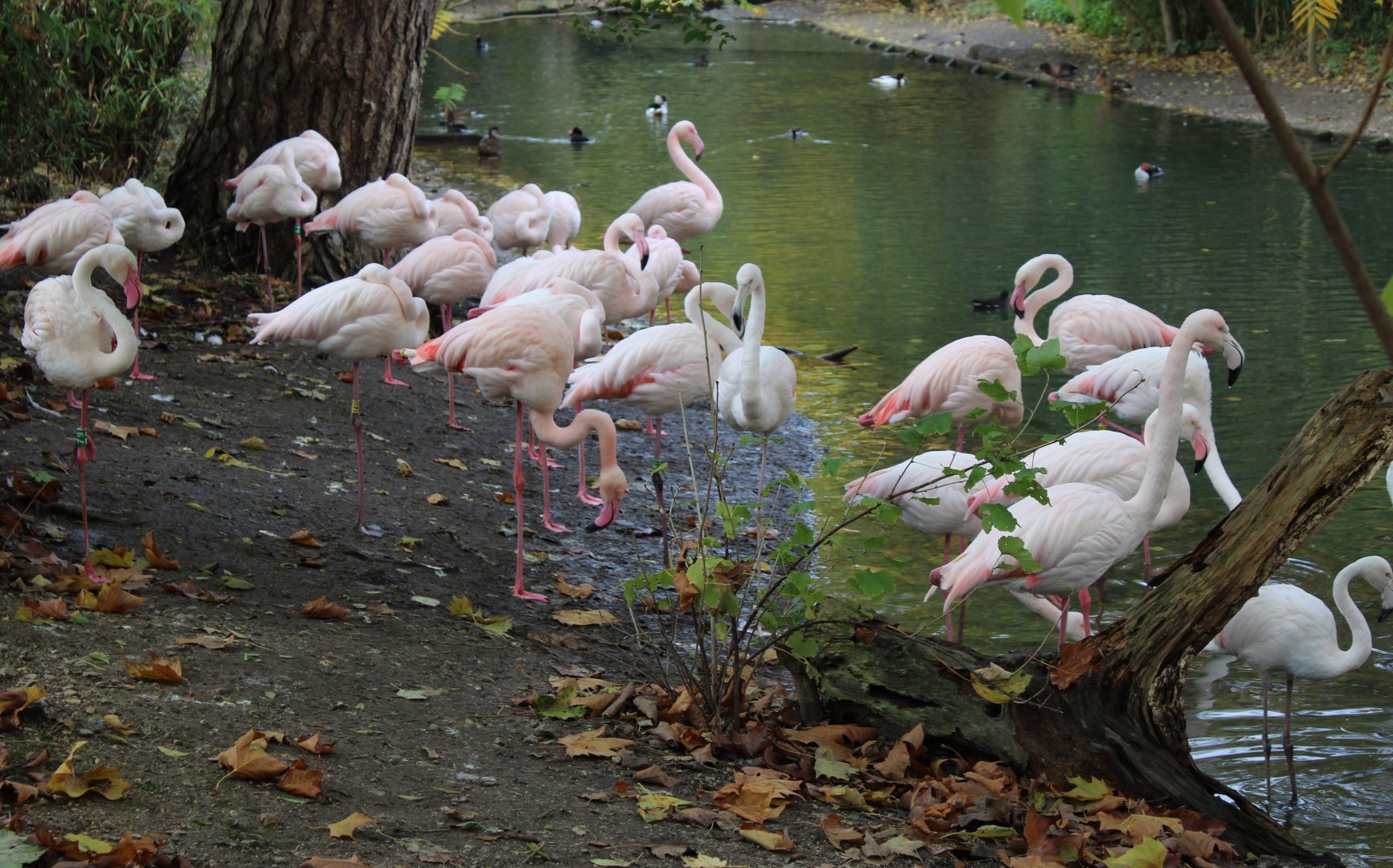 Greater flamingo's