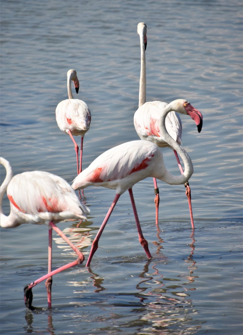 Greater flamingos