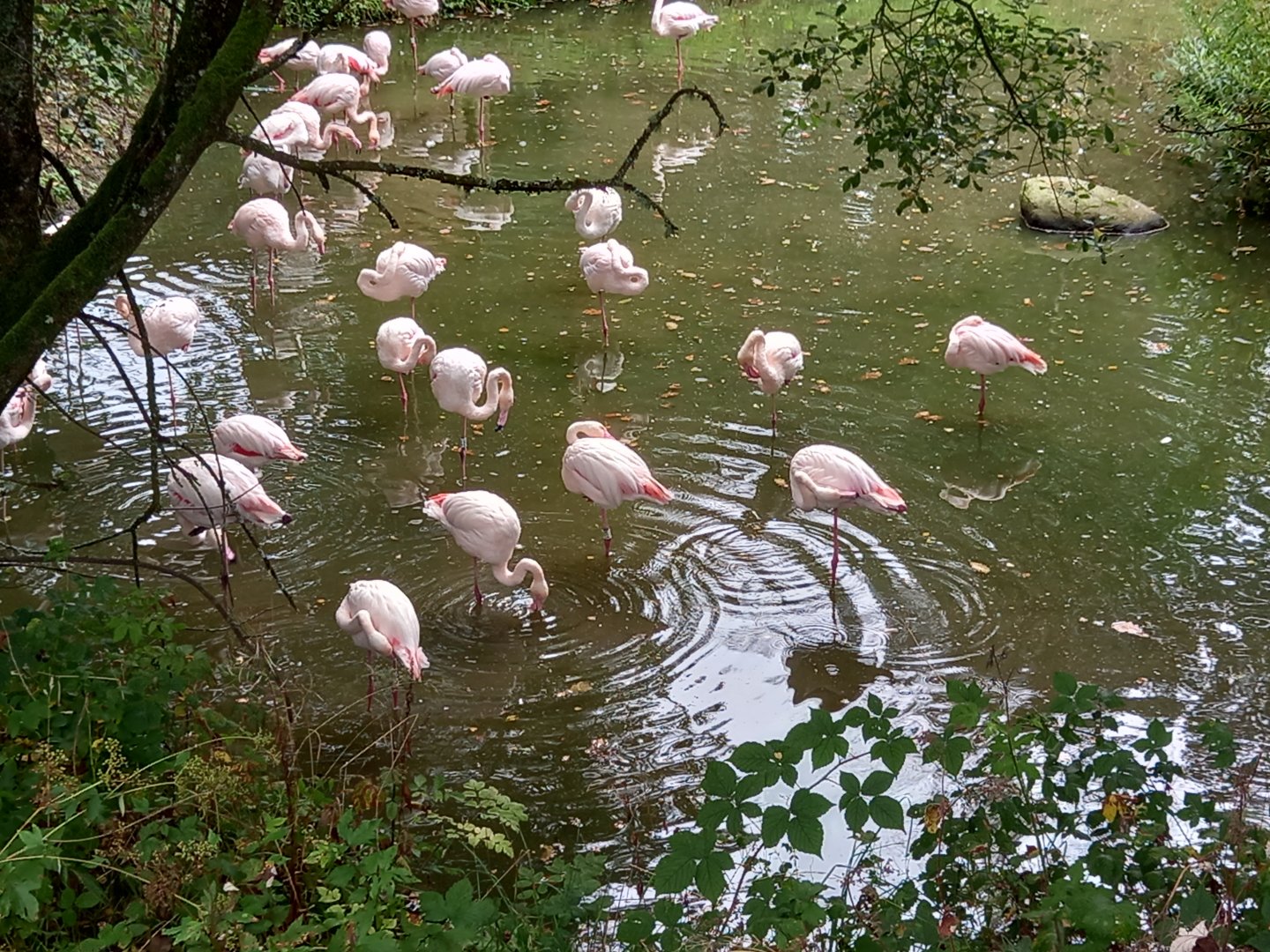Greater Flamingos