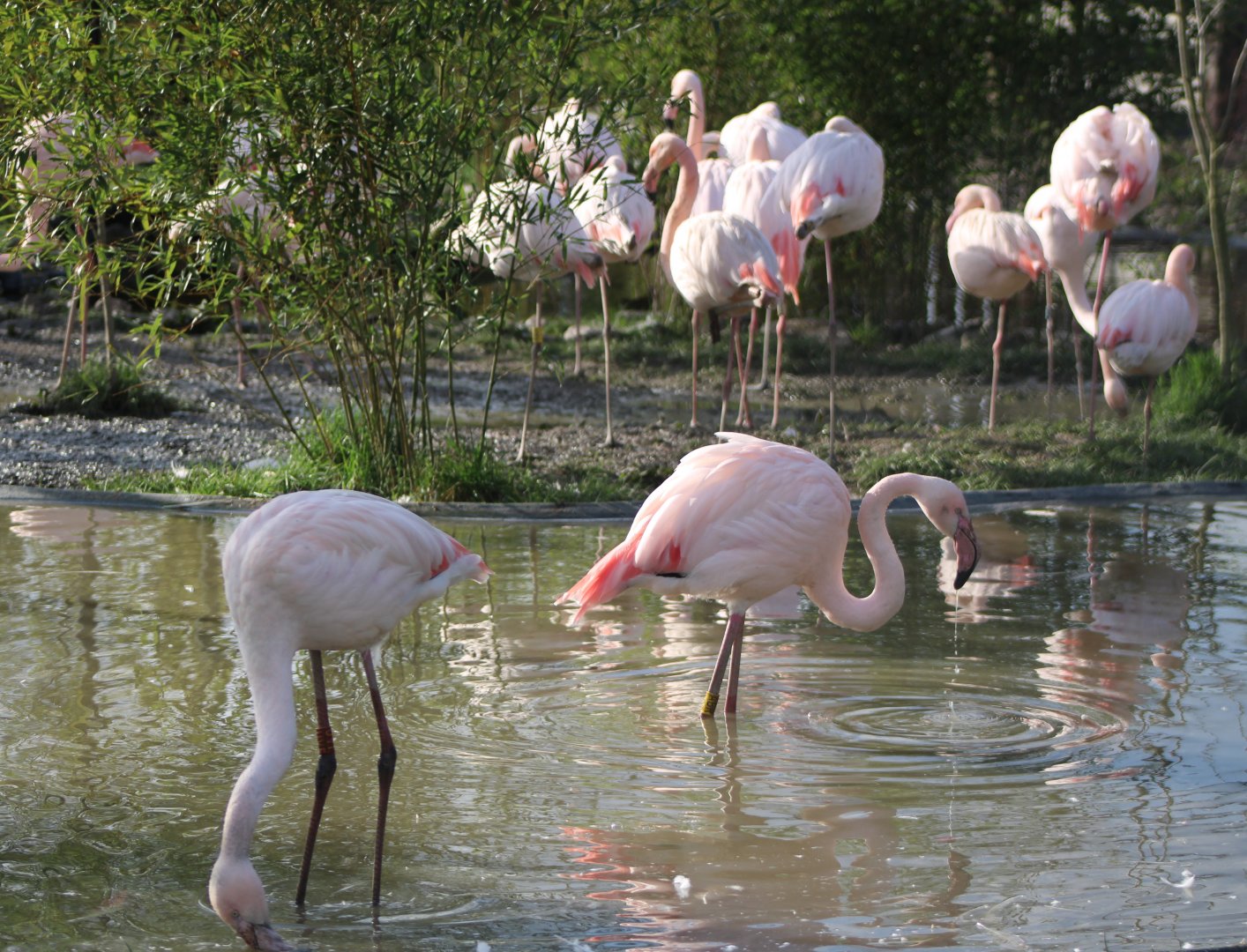 Greater flamingo's