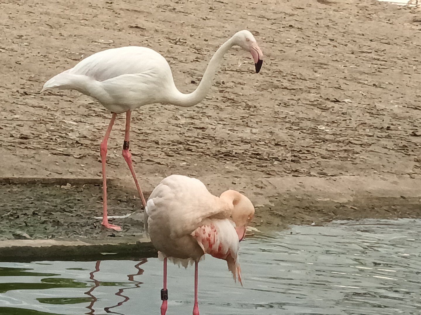 Greater Flamingos