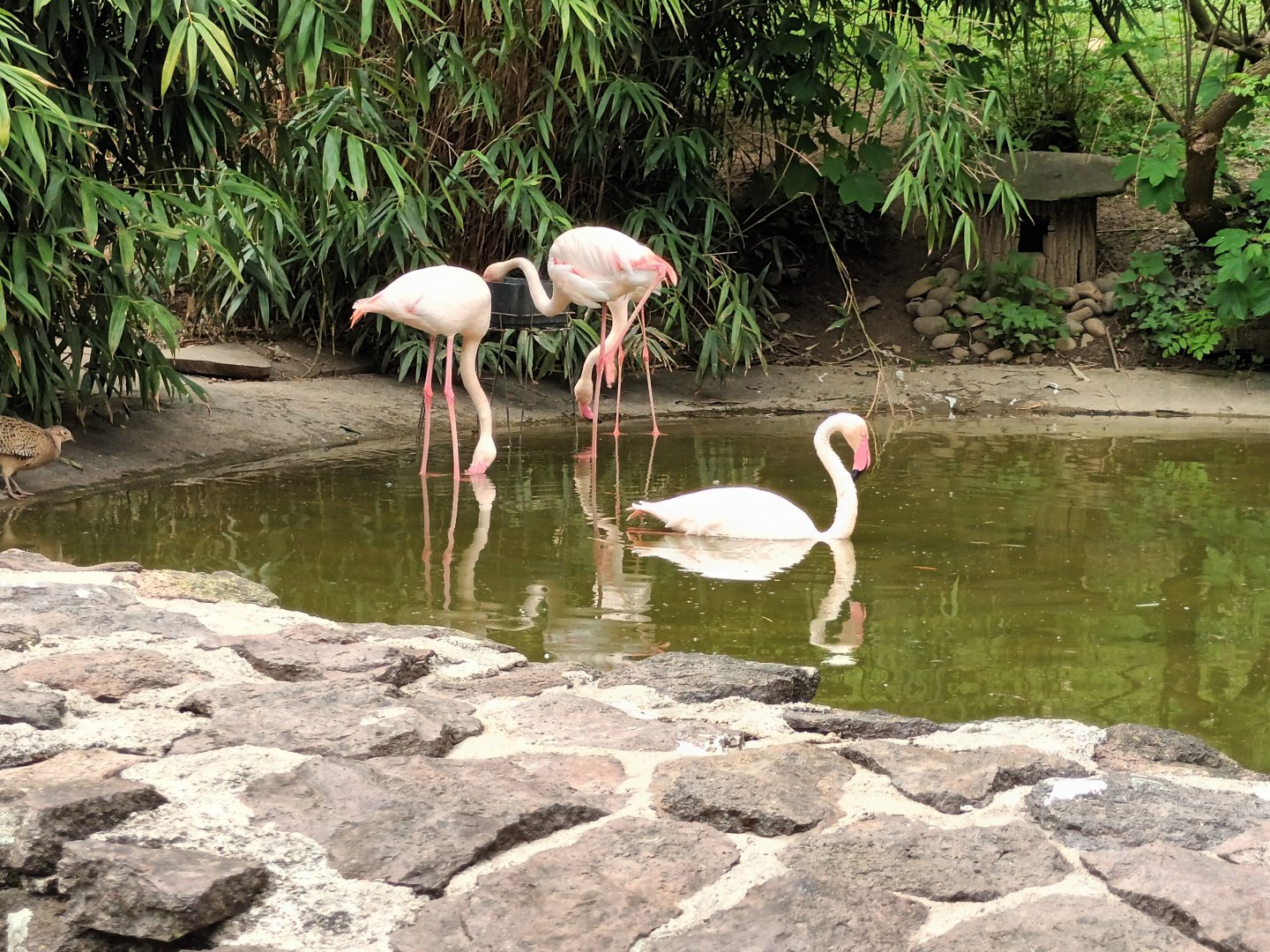 Greater Flamingos