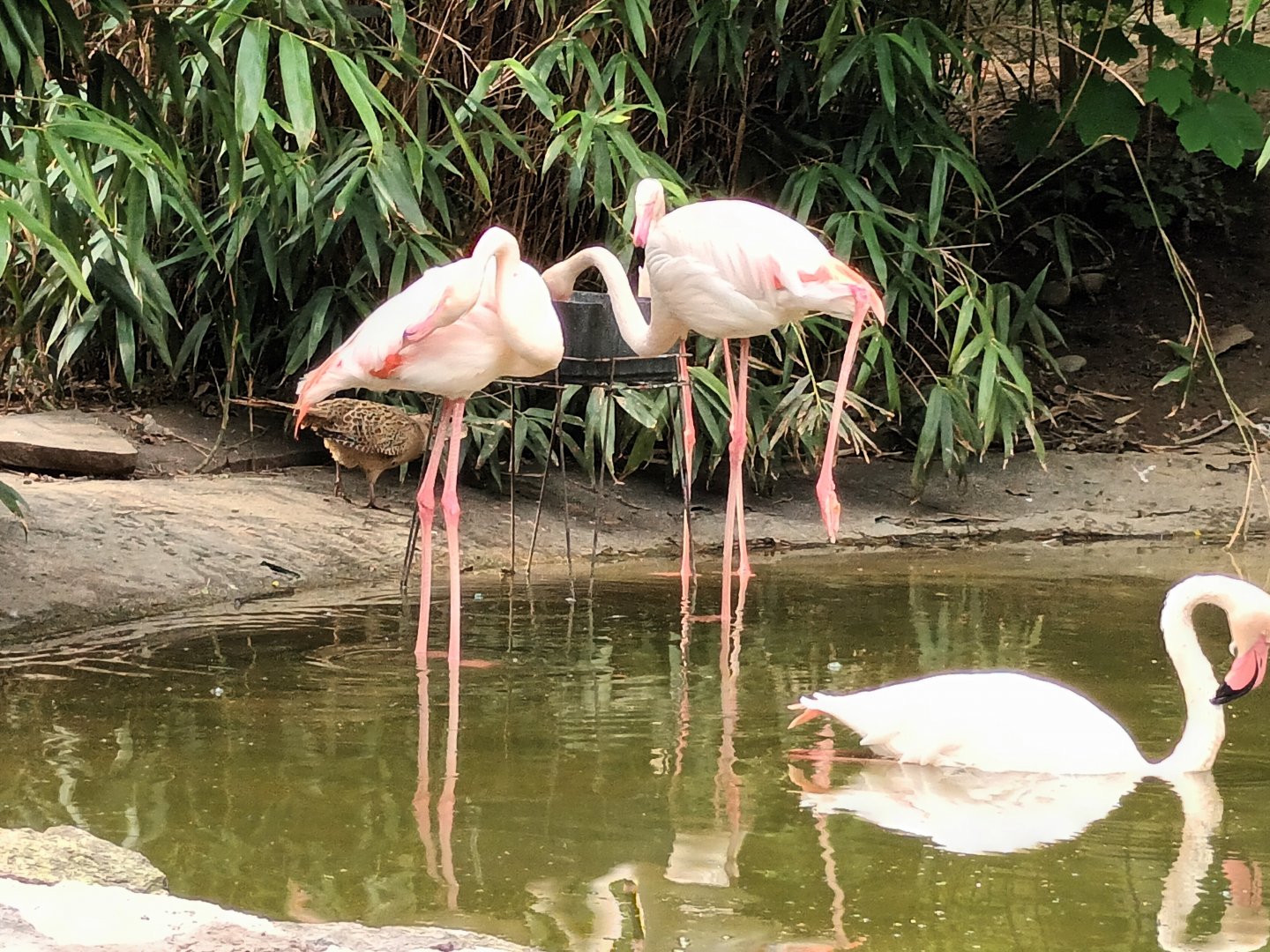 Greater Flamingos