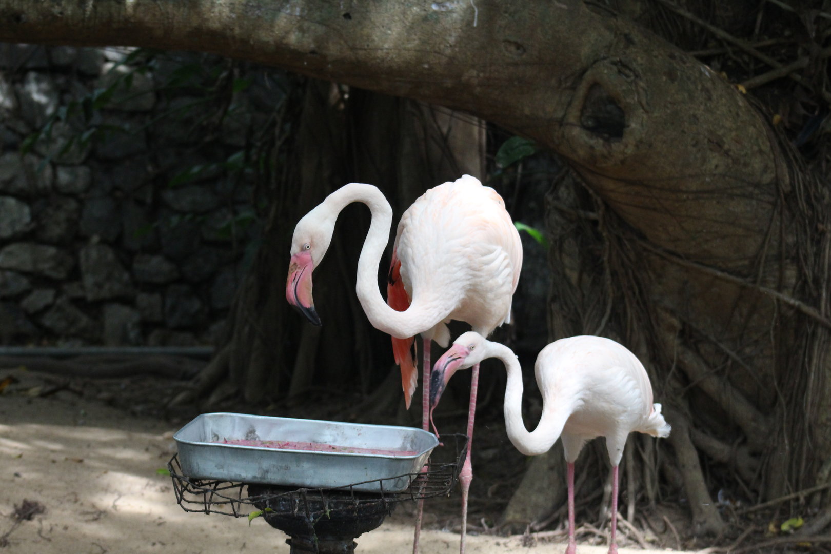 Greater Flamingos
