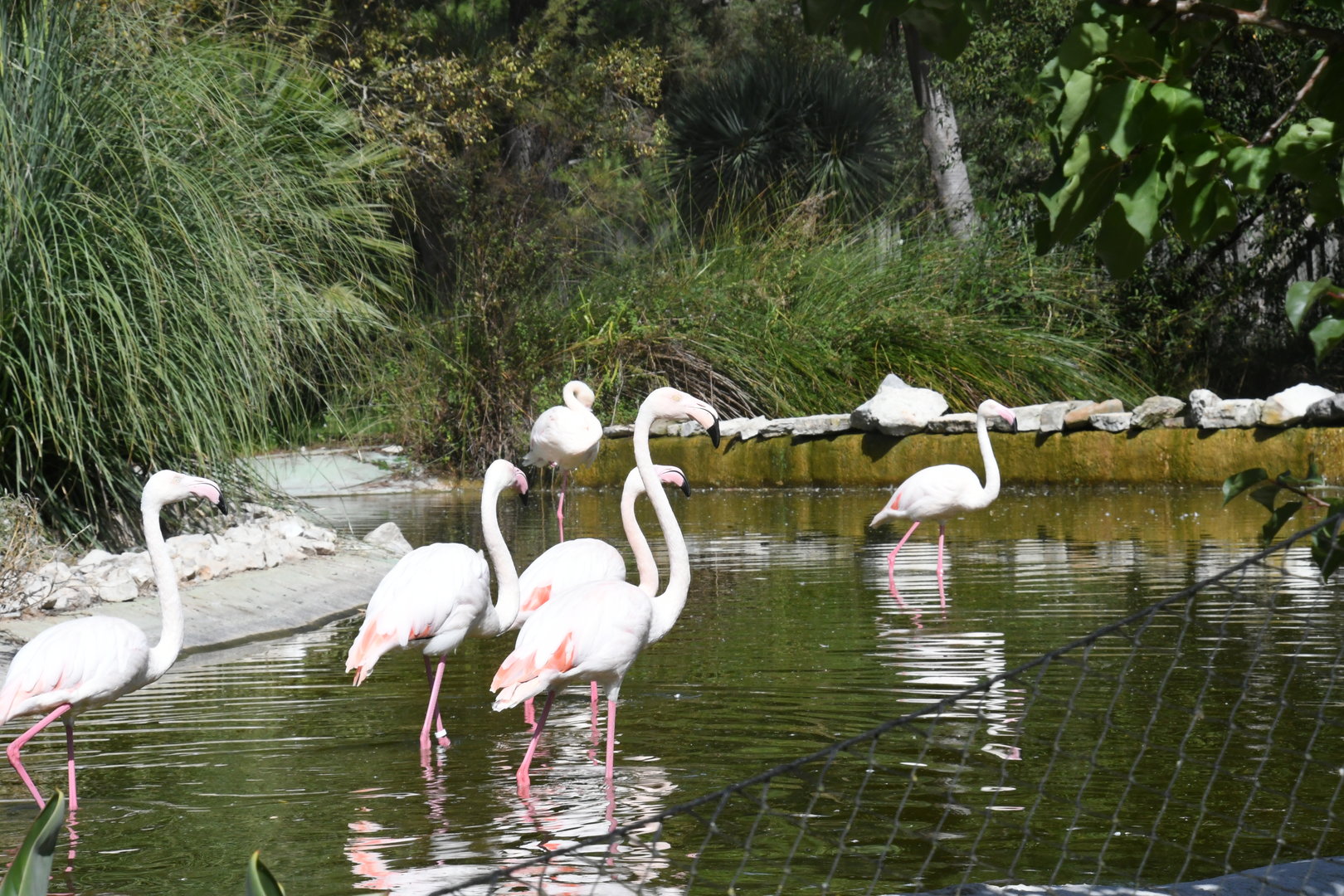 Greater Flamingos