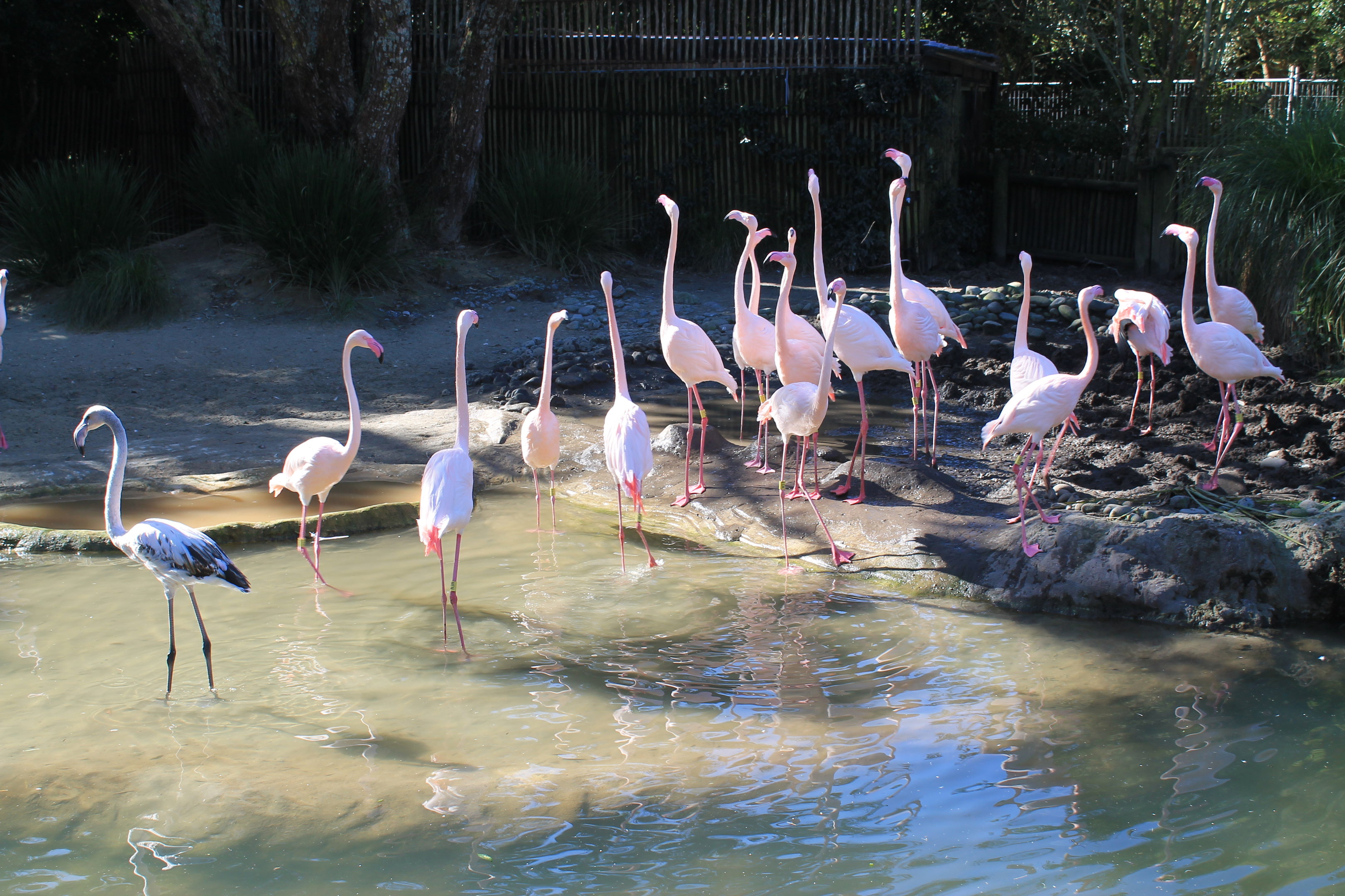 Greater Flamingos