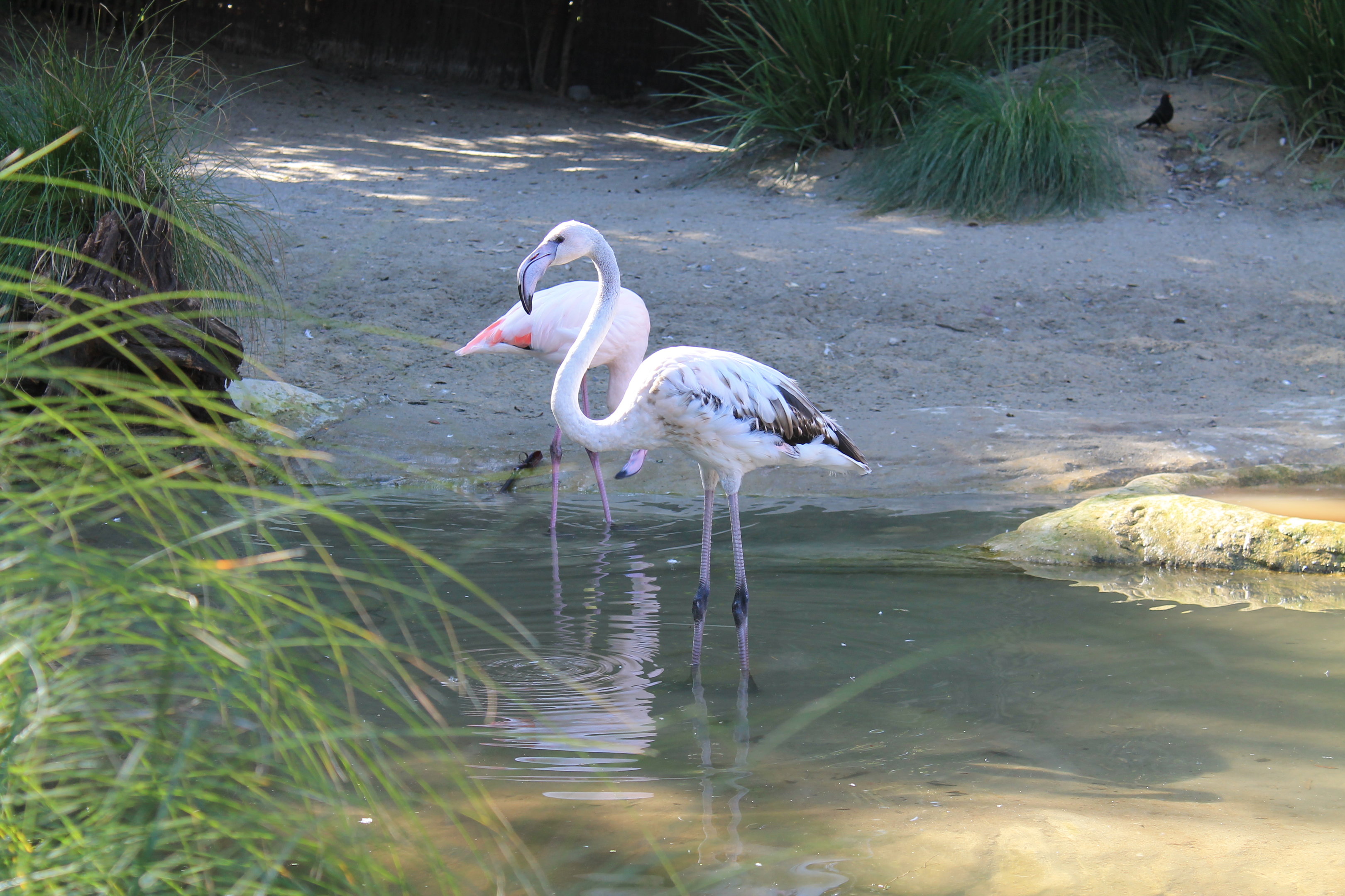 Greater Flamingos