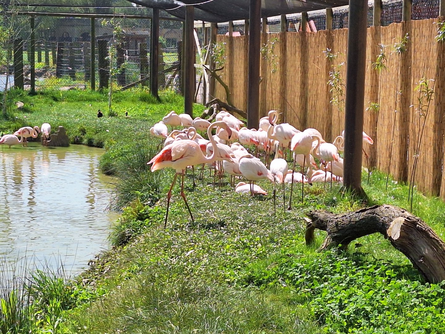Greater Flamingos