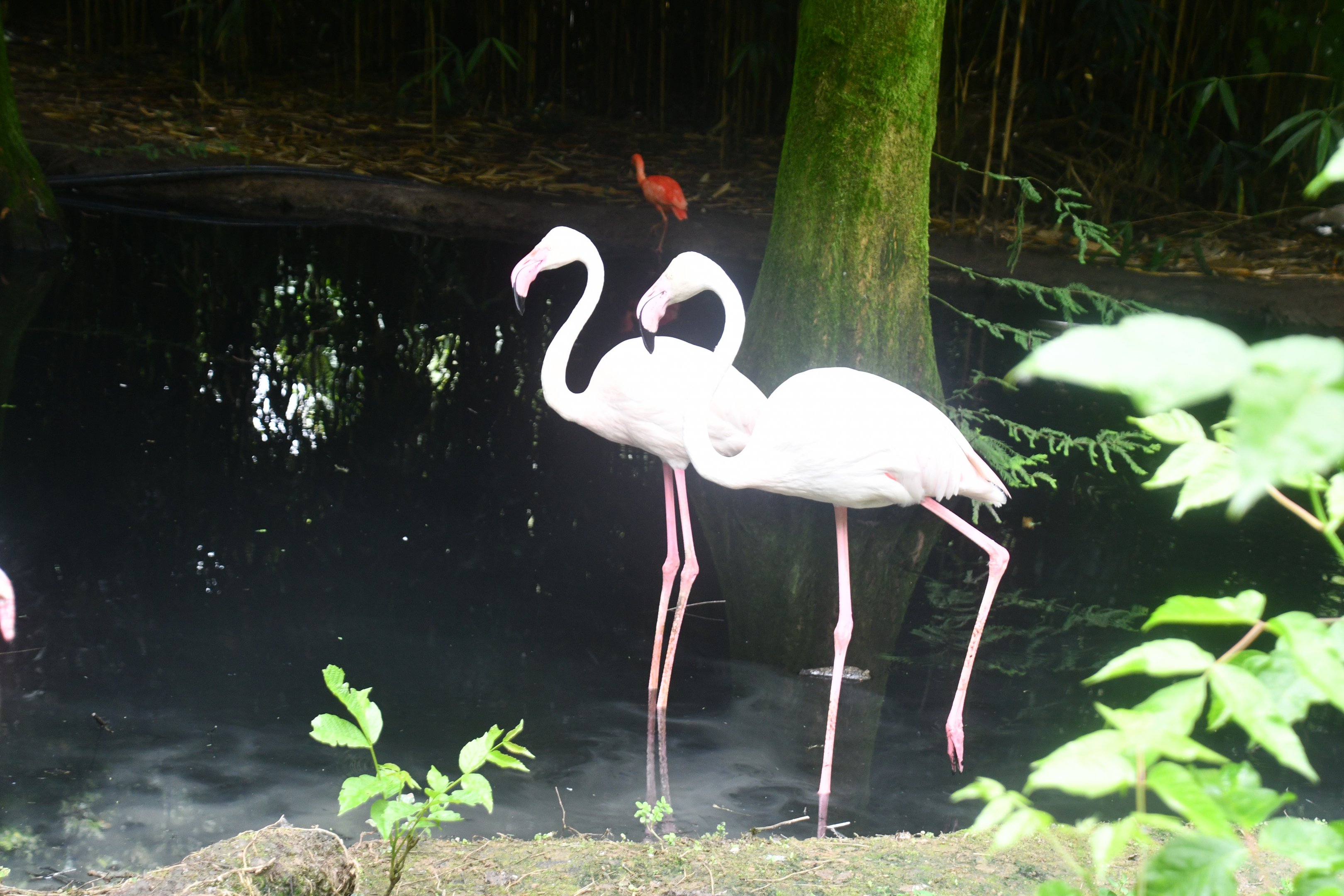 Greater Flamingos