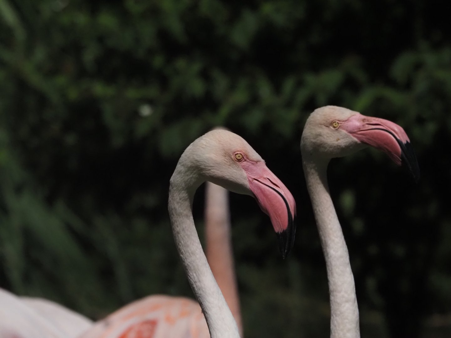 Greater Flamingos