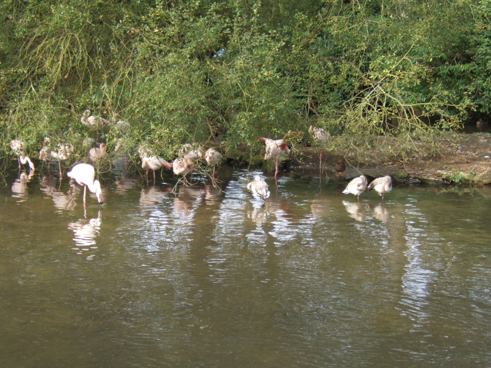 Greater Flamingos