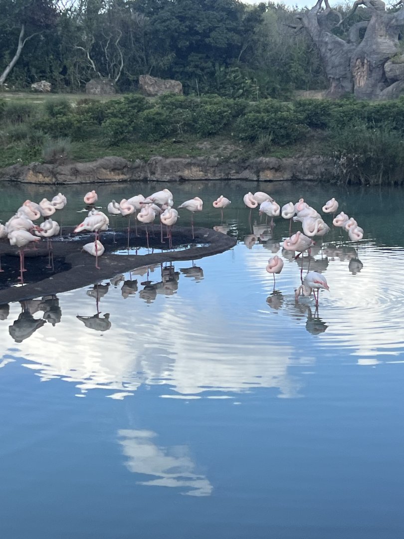 Greater Flamingos