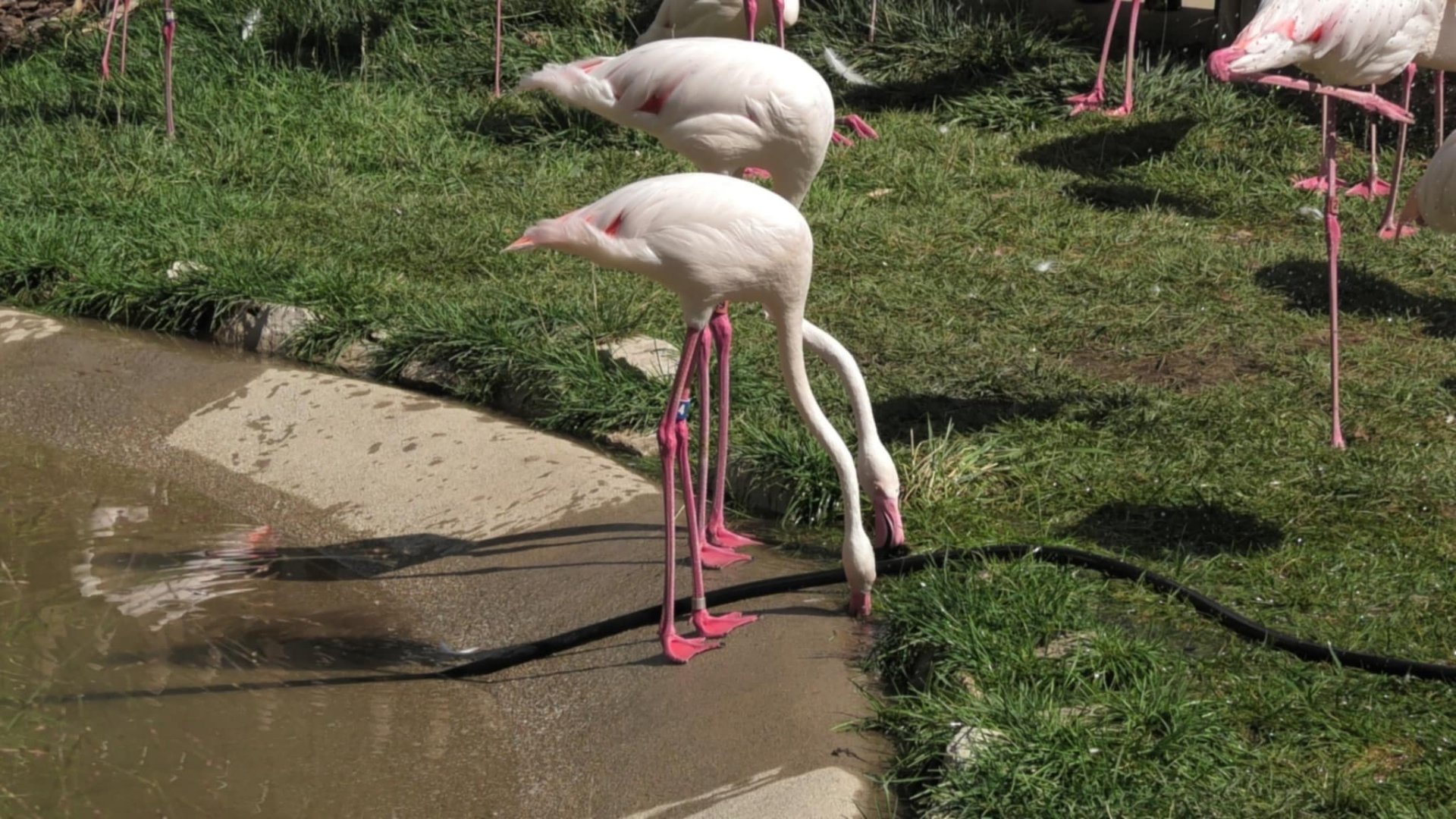 Greater flamingos