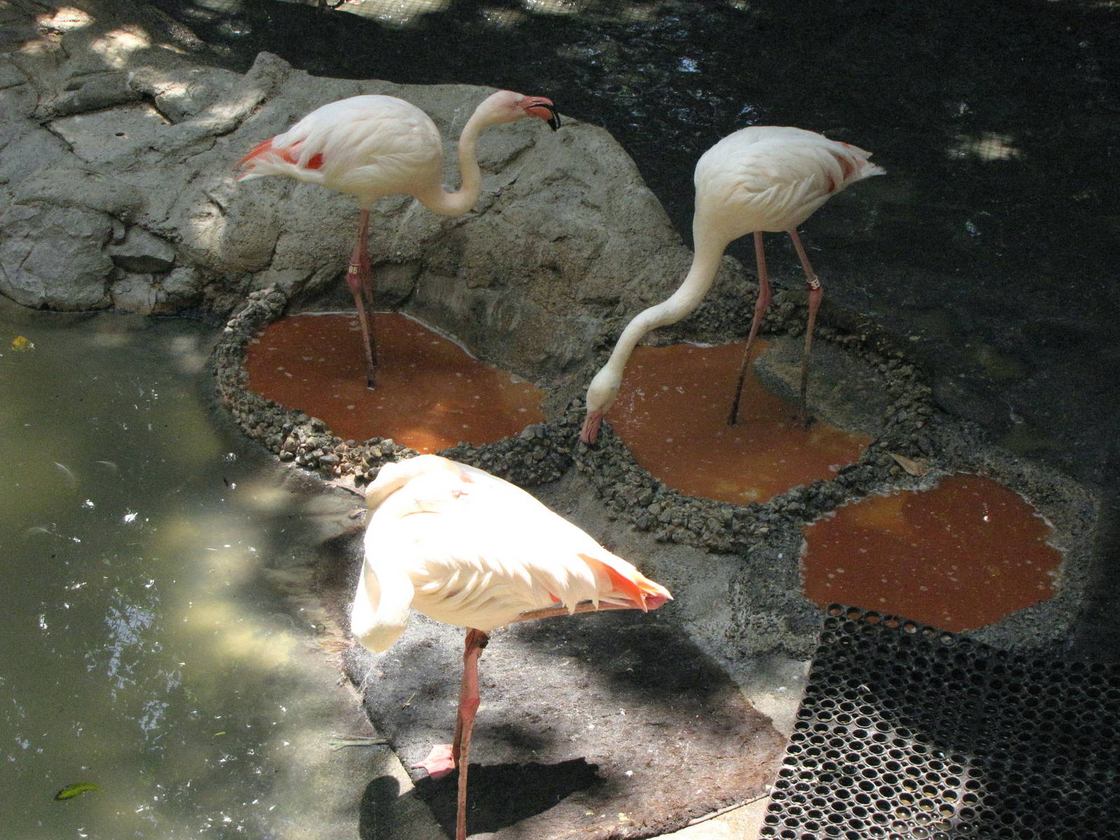 Greater Flamingos