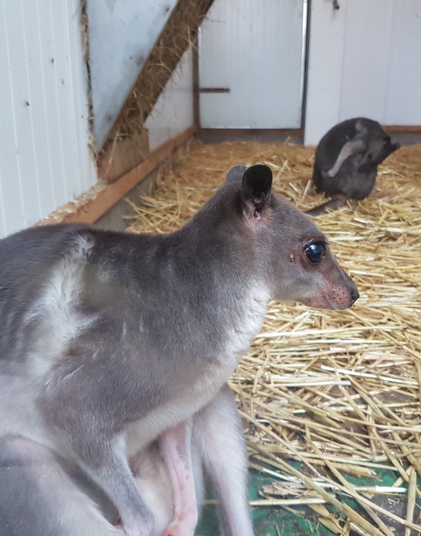 Greater forest wallabies - aka Hagen's wallabie