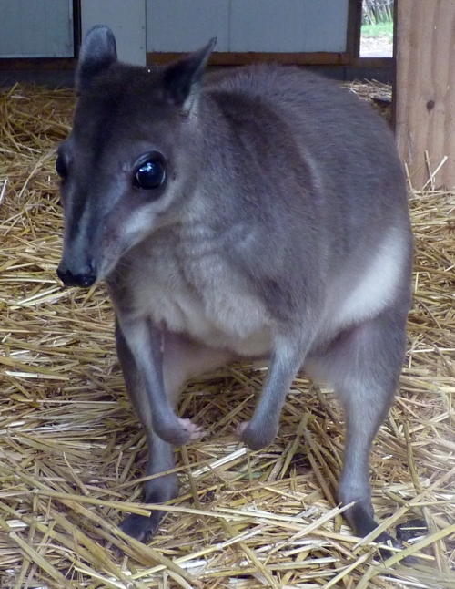 Greater forest wallaby (Dorcopsis hageni)