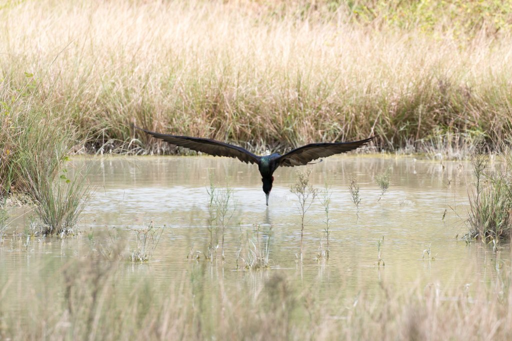 Greater Frigatebird drinking
