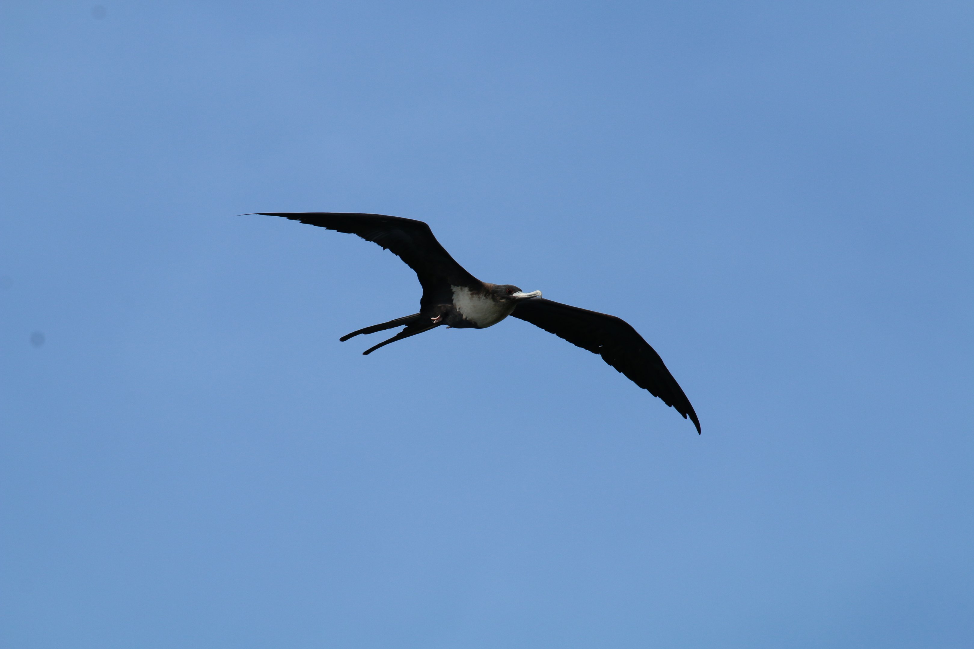 Greater Frigatebird, female