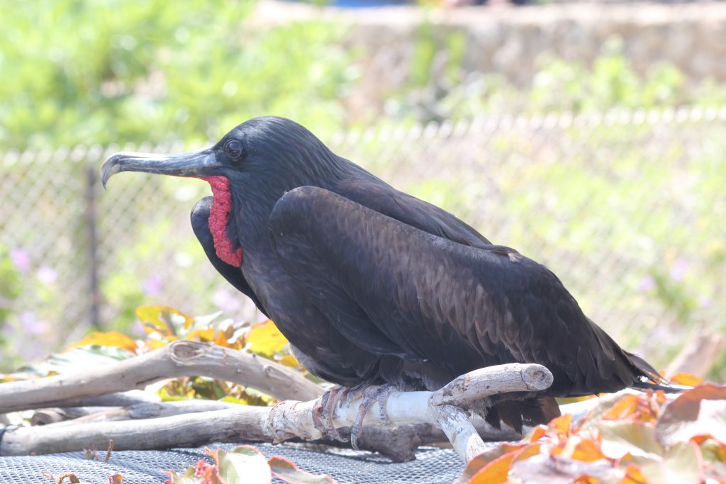Greater Frigatebird male