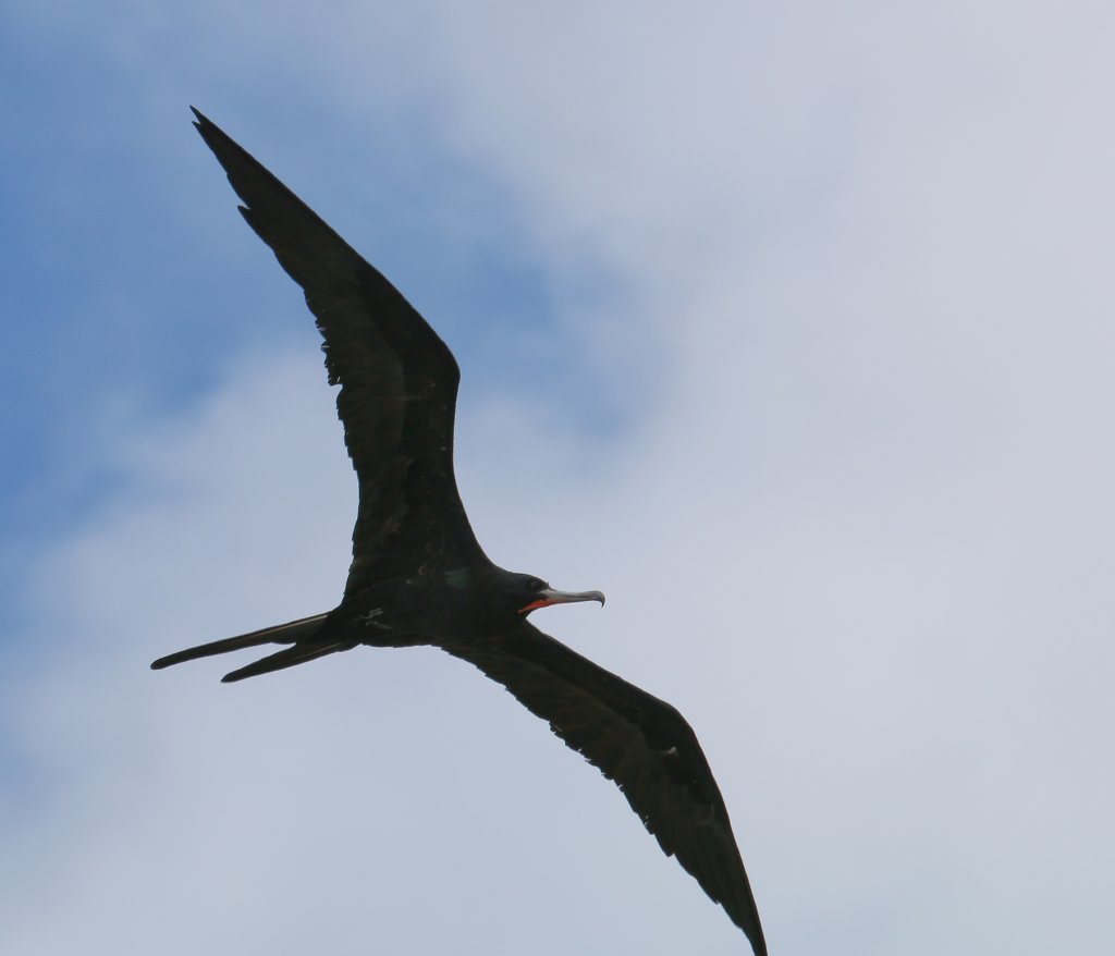 Greater Frigatebird, male