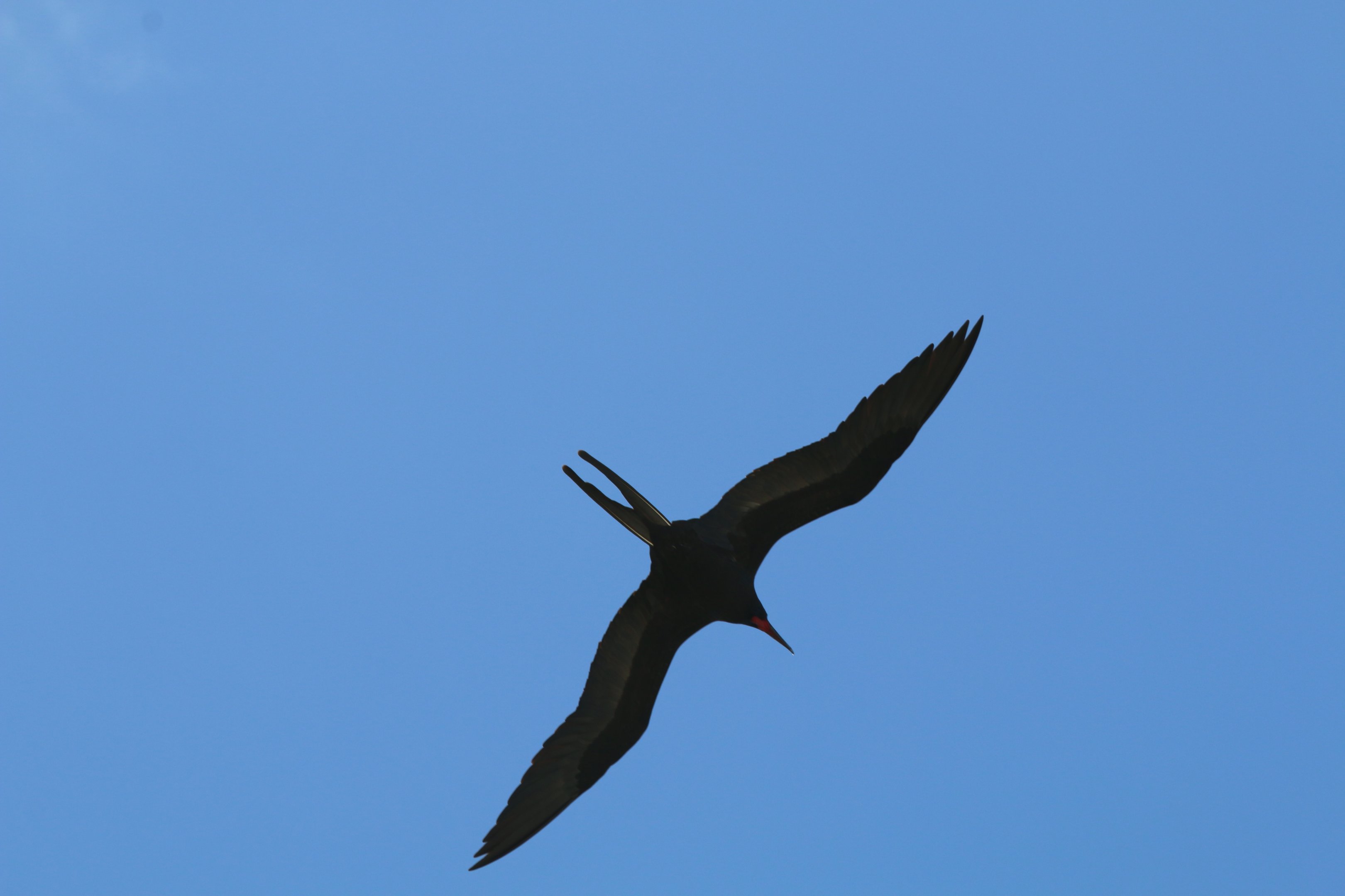 Greater Frigatebird, male
