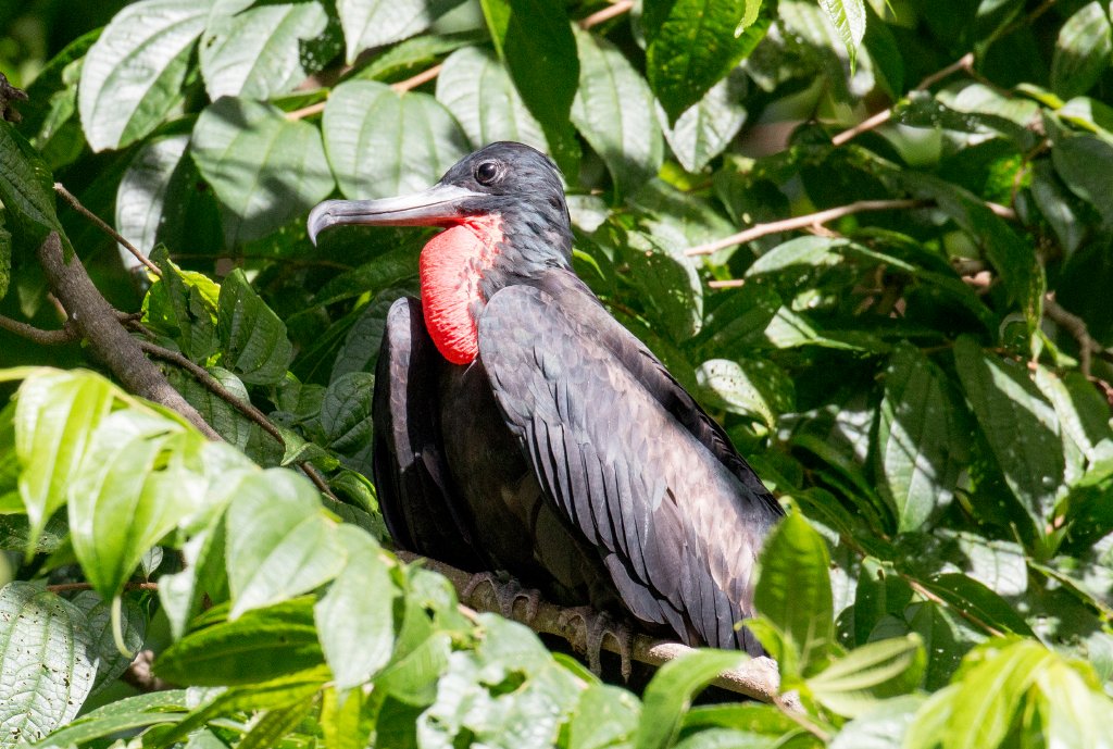 Greater Frigatebird male