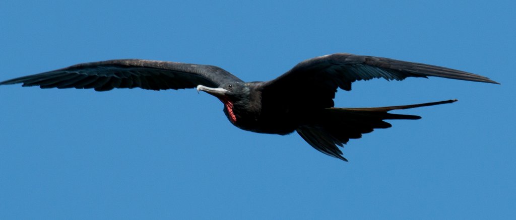 Greater Frigatebird male