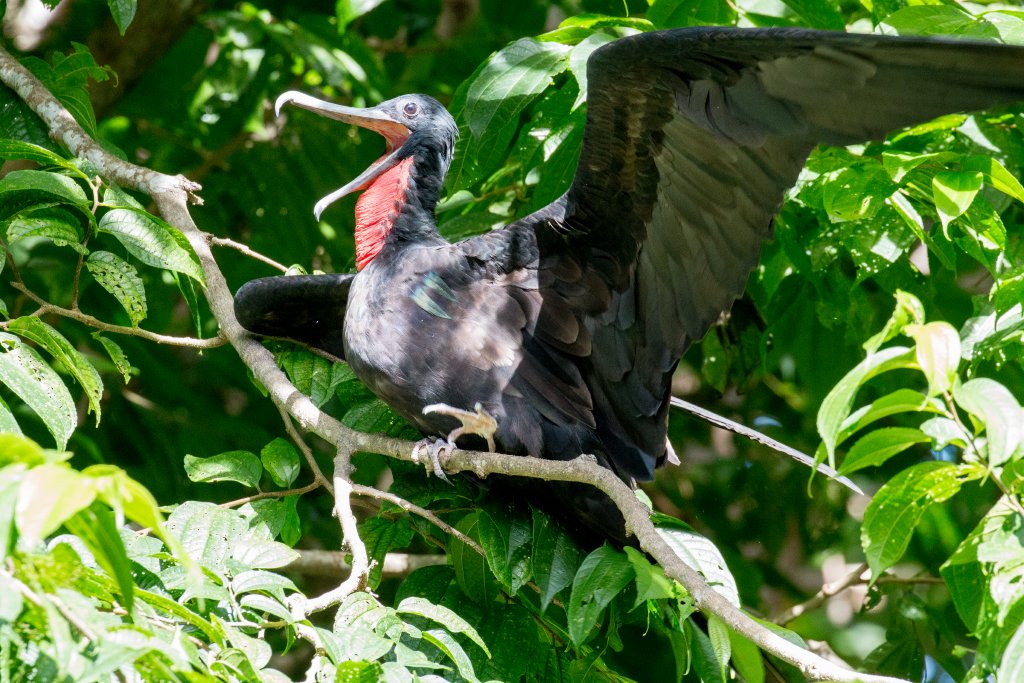 Greater Frigatebird male
