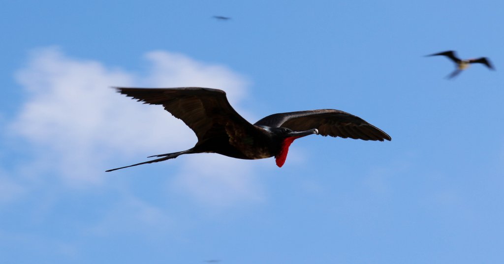 Greater Frigatebird male